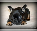 Small Photo #28 French Bulldog Puppy For Sale in WINNSBORO, TX, USA