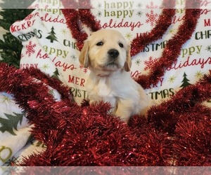 Golden Retriever Puppy for sale in DECKER PR, TX, USA