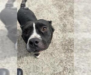 American Pit Bull Terrier-Unknown Mix Dogs for adoption in Houston, TX, USA
