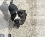 Small American Pit Bull Terrier Mix