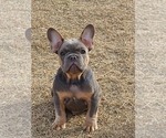 Small Photo #11 French Bulldog Puppy For Sale in EDMOND, OK, USA