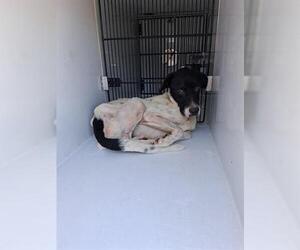 Labrador Retriever-Unknown Mix Dogs for adoption in Houston, TX, USA