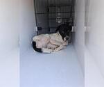 Small Photo #1 Labrador Retriever-Unknown Mix Puppy For Sale in Houston, TX, USA
