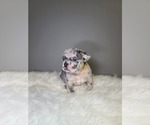 Small Photo #3 French Bulldog Puppy For Sale in PORT READING, NJ, USA