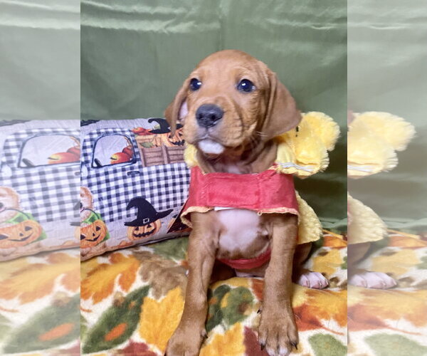 Medium Photo #1 Mutt Puppy For Sale in Hillsboro, MO, USA