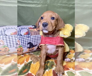 Mutt Dogs for adoption in Hillsboro, MO, USA