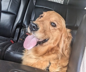 Golden Retriever Dog for Adoption in ELKTON, Kentucky USA