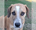 Gunner - Male Mountain Cur-Unknown Mix Dog for Adoption - Small photo