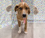 Small #4 Australian Retriever