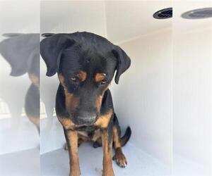 Rottweiler-Unknown Mix Dogs for adoption in Houston, TX, USA