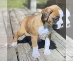 Puppy Puppy 4 Boxer