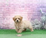 Small Photo #5 Poochon Puppy For Sale in BEL AIR, MD, USA