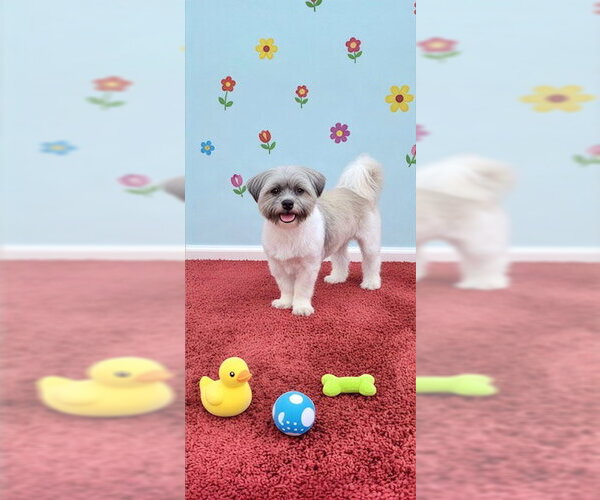 Medium Photo #7 Shih Tzu Puppy For Sale in Weston, FL, USA