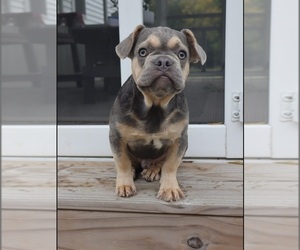 French Bulldog Puppy for sale in INDIANAPOLIS, IN, USA