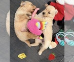 Small Photo #10 Golden Retriever Puppy For Sale in EXTON, PA, USA