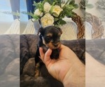 Small #6 Yorkshire Terrier