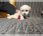 Small Photo #11 Maltese Puppy For Sale in OCALA, FL, USA