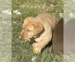 Puppy 5 Labrador Retriever