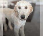 Small Goldendoodle