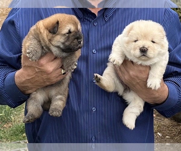 Medium Photo #7 Chow Chow Puppy For Sale in FONTANA, CA, USA