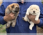 Small #6 Chow Chow