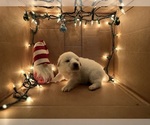 Puppy Cupid Great Pyrenees