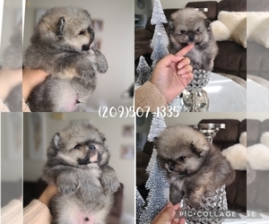 Pomeranian Puppy for sale in DAYTON, NV, USA