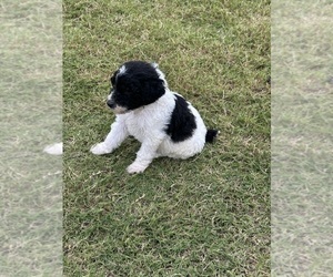 Poodle (Standard) Puppy for sale in GRANITEVILLE, SC, USA