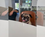 Small #3 Pug Mix