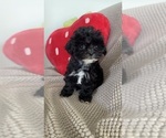 Puppy Smallest ShiPoo Shih-Poo