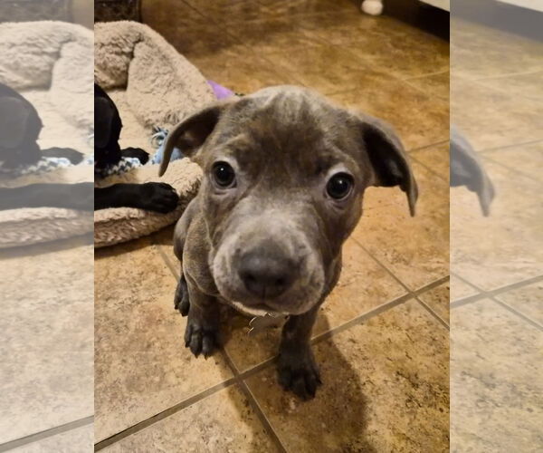 Medium Photo #11 American Pit Bull Terrier-Unknown Mix Puppy For Sale in Holly Springs, NC, USA