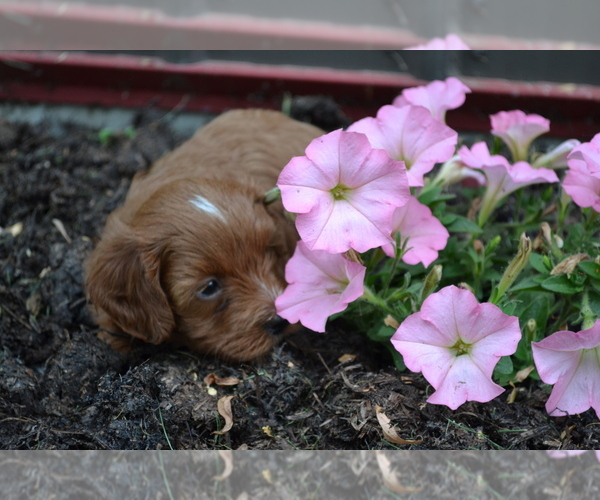 Medium Photo #4 Cavapoo mix (+ Poodle Miniature) Puppy For Sale in GREENWOOD, WI, USA
