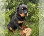 Small #3 Rottweiler
