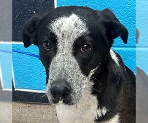 Mutt Dogs for adoption in Canton, CT, USA