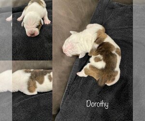 Olde English Bulldogge Puppy for sale in WHEELER, MI, USA