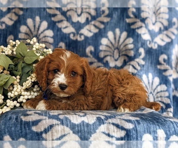 Medium Photo #4 Cavapoo Puppy For Sale in OXFORD, PA, USA