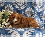 Small Photo #4 Cavapoo Puppy For Sale in OXFORD, PA, USA