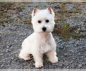 Mother of the West Highland White Terrier puppies born on 07/23/2026