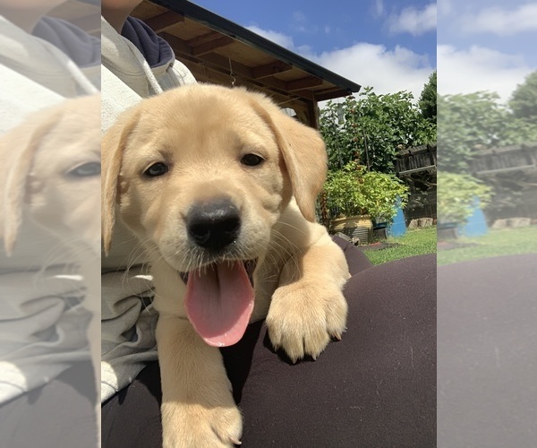 Medium Photo #6 Labrador Retriever Puppy For Sale in NEWBERG, OR, USA