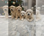 Small #10 English Cream Golden Retriever