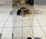 Small Photo #14 Shih Tzu Puppy For Sale in BRIDGETON, NJ, USA