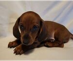 Small #1 Dachshund
