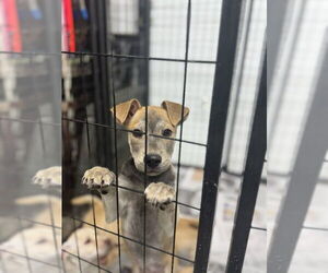 Chi-Corgi Dogs for adoption in Mukwonago, WI, USA