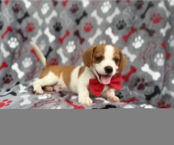 Medium Photo #7 Cavalier King Charles Spaniel-Jack Russell Terrier Mix Puppy For Sale in LAKELAND, FL, USA