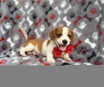 Small #6 Cavalier King Charles Spaniel-Jack Russell Terrier Mix