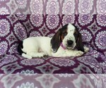 Small Photo #5 Basset Hound Puppy For Sale in LANCASTER, PA, USA