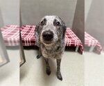 Small Mutt