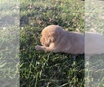 Small #4 Labrador Retriever