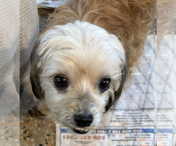 Medium Photo #1 Shih Tzu-Unknown Mix Puppy For Sale in Sanford, FL, USA