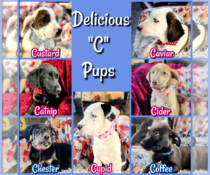 Basset Hound-Retriever  Mix Dogs for adoption in Rockaway, NJ, USA